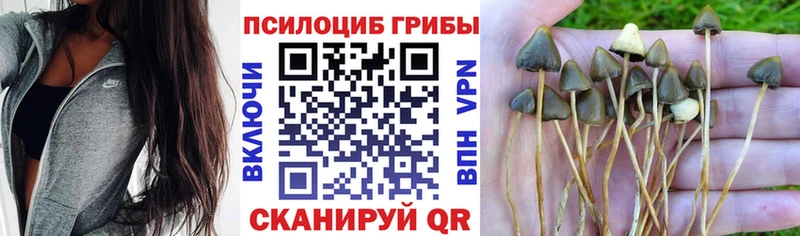 даркнет сайт  Кострома  Галлюциногенные грибы Psilocybe 