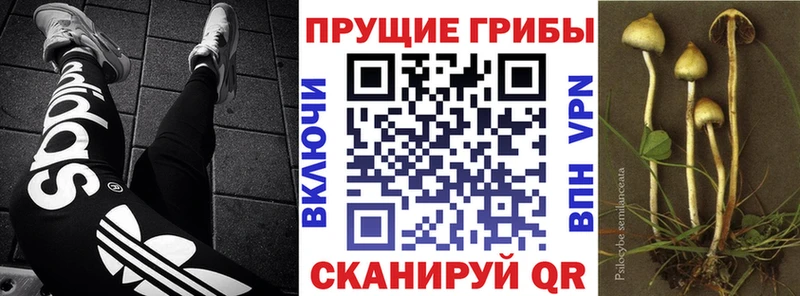 Псилоцибиновые грибы мицелий Кострома